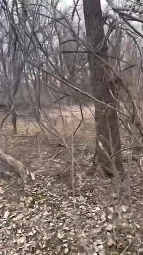We are getting ready to get a big winter storm. Our 1st for the year. So Dad wanted to take all of the Sheepdogs out for a Brisk, (super cold temps to us, but just perfect temps to them) walk through the woods today! The 50 acre property that the farm house is on has about 7 acres of woods on the property. The boys have cleared a large walking trail through the whole wooded section. The trail works great to take trail walks on with the dogs. Or riding it with the side by side mule vehicles is fu
