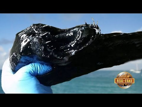 Strange Sea MONSTER - Real or Fake?