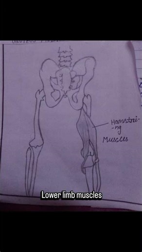 lower limb muscles 💓