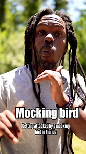 Mockingbirds are the real menaces in Florida #mockingbird #florida #livinginflorida #omgitswicks | Omgitswicks