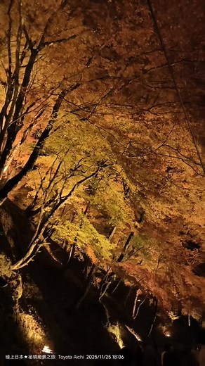 #日本 #東海 #愛知 20251125極上秘湯百名山D57《#大人の休日》篇 每年賞楓團都會安排的「#香嵐溪」，搭配附近的「小原四季桜」是我中部地區包車旅遊的定番行程，但尚未晚上來賞夜楓，去年12月1日來已經沒有點燈，通常都是11月30日結束，所以今年一定要來考察「#香嵐渓ライトアップ」，特色是單一顏色的橙黃色燈光，非常多日本學生情侶造訪，還好三連休已經結束，很好停車，這裡的攤販商家比前幾年還多，可以是我看過最熱鬧的紅葉景點，規劃得不錯，計畫明年之後的賞楓團改來賞夜楓。 | 秘境絶景之旅