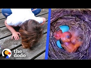 Watch These Baby Robins Hatch And Flap Their Wings For The First Time | The Dodo