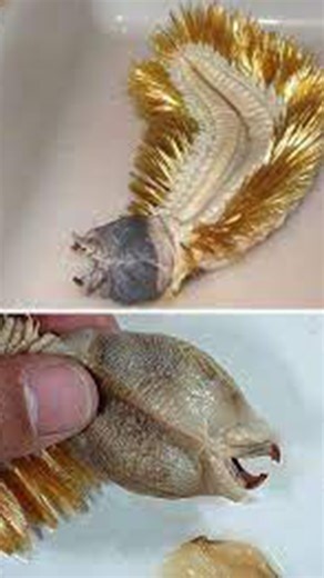 68K views · 240 reactions | Antarctic Scale Worm: Bizarre Sea Creature #seacreature #deepsea ##antarctica | Most Amazing Top 10 | Facebook