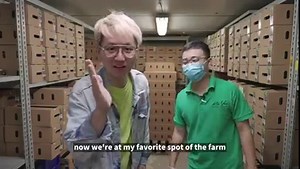 Do you know there’s actually a Mushroom Farm in Singapore? 🤔 If you didn’t, now’s the best time to find out more about our Local Mushrooms 🍄 and how to grow them at home! [GIVEAWAY] We are giving away 5 Mushroom Growing Kits, 2 per set! Stand a chance to win a kit by commenting 3 types of Local Produce mentioned in the video in the comment section below! Contest ends 24th June 2021 2359H. Stay tuned to our page as we will be announcing the winners in a separate post! Kin Yan is Singapore's lar