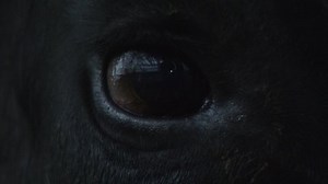 Close-up of a dark blinking eye of a black angus bull reflecting in it in dark light. Horse nobleness beauty concept. Animal welfare and anti-abuse concept