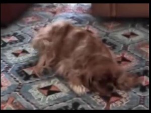 Penny the cavalier having an Episodic Falling seizure - short video