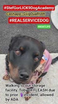 real service dog walking on public street @AmericanStandardK9 #family #love #nyc #dogs #fun #art