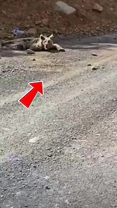 130K views · 8.3K reactions | A bear fell down and broke a paw.#tiktok #friendship #Love #cute #animals #bear | Loveanimals69 | Facebook