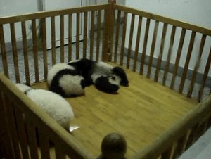 Baby Pandas