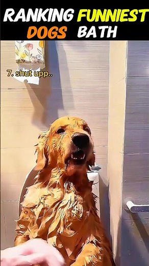 Top 5 Golden Retriever Bath Fails Ranked 😂 #1 is BRUTAL #GoldenRetrieverFails #FunnyPuppyBaths