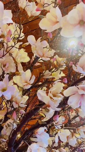 You know what pairs well with brunch… An Asian infused Bloody Mary or Sapphire Martini!! Come check out moto imoto’s new brunch menu and signature brunch cocktails starting tomorrow, January 10th at 11 am. ##brunch##asianinspired##StCharles