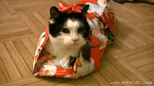 How To Gift Wrap a Cat For Christmas