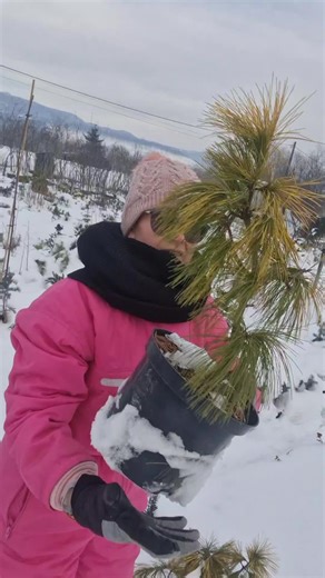 #pinus #strobus #louie TikTok