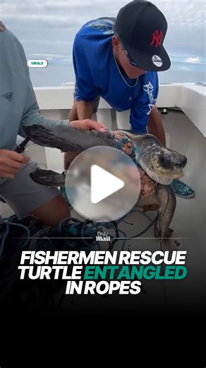 The turtle was entangled very badly 🐢 #turtle #seaturtles #rescue | Daily Mail Video