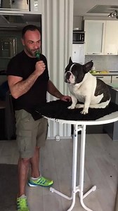 76K views · 4.7K reactions | No one masters anything without hard work. Junior is training hard with Emanuele for the casting on Saturday at „Germany`s got Talent“. Please cross your fingers for us that we will have success to be finally broadcasted in this show. Es ist noch kein Meister vom Himmel gefallen. Am Samstag folgen wir der Einladung zum Supertalent für ein erstes Vorsingen. Drückt uns die Daumen, dass wir es in die Show schaffen. | Junior - Bulldog | Facebook