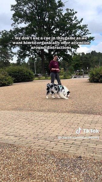 👇🏼Tips👇🏼 1️⃣ If your pup is struggling, teach this game at home before taking it on the road! 2️⃣ Keep sessions short and fun! 3️⃣ Play this game at the beginning of your walk to make sure your dog is tuned into you and you’re walking together! 4️⃣ Depending on the distractions, you will need to leave more distance between you at the stimuli otherwise your dog might find it too enticing 🙈 📌Save for later!📌 #dogtraining #dogtrainer #dogtrainingtips #dogsofinstagram #dogwalks