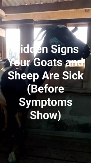 Hidden Signs Your Goats and Sheep Are Sick (Before Symptoms Show) Mr. James thought everything on his farm was fine. Every morning, his goats and sheep came out of the pen. They were eating, walking around, and making their usual sounds. No coughing. No diarrhea. No wounds. To him, that meant healthy animals. But something small was happening… quietly. One of his goats no longer rushed to the feed like before. It stood back, chewing slowly. Another sheep separated itself from the group and prefe