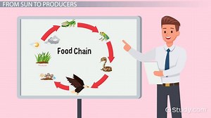 Energy Sources for Organisms: Lesson for Kids