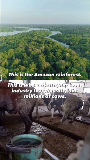 PETA Is Here for Animals in Brazil 🇧🇷💙