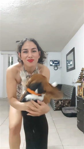 mi cachorrote #beagle #petlover #dialibre