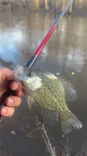 Catching White Perch!