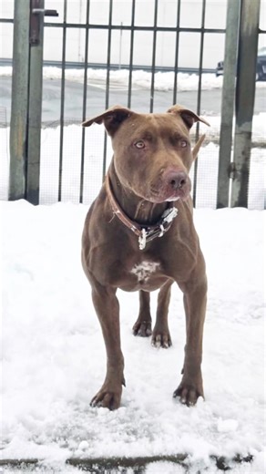 APBT girl vs Deep Snow❄️🐕