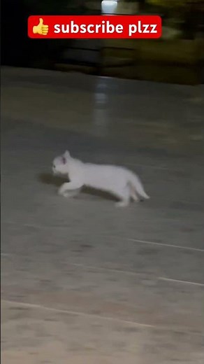 Cute Little Kitten Running 🐱| Adorable Baby Cat Playing & Running Video