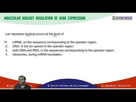 Lac repressor binding occurs at the level of