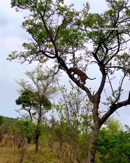 94K views · 829 reactions | honey badger wasn't backing down!! love the fight in it #animals #animalsattack #hunting #wildlife #wildlifephotography #animalswildlife | ABMCI Mission Bouaké | Facebook