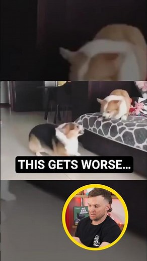 Resource guarding in dogs explained and why this behavior can create tension in multi dog homes