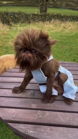 Reasons you need a Brussels Griffon