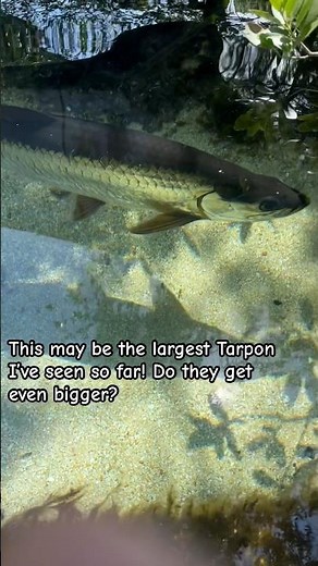 Giant Tarpon I’ve seen! #fishing
