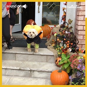 1.9M views · 21K reactions | Spotted a walking pumpkin!  (via Rudy Granata) | Try Not to Laugh | Facebook