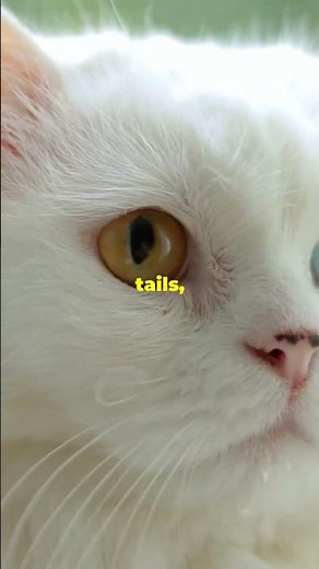 Turkish Van – The Swimming Cat