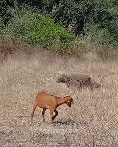 20K views · 532 reactions | Komodo dragon attack goat. | Animals Attack | Facebook