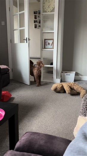 Pip the Cockapoo Takes Her Security Job Seriously