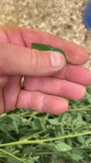 Weeds to Wonders: Lamb’s-Quarters in the Chicken Coop 🌱🐔 Just grabbed a couple of those big lamb’s-quarters weeds sprouting like crazy in our garden and tossed the whole bundle—soil, worms, seeds and all—into the chicken barn. The seeds were an instant hit, and watching the chickens peck away at the greens made my morning. 🐓✨ Lamb’s-quarters? It’s surprisingly a nutritional powerhouse—nothing like ordinary weeds. Compared to spinach, it’s got way more calcium, vitamin C, and vitamin A—one cup