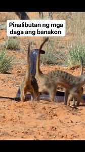 198K views · 785 reactions | Pinalibutan ng mga daga ang banakon #highlightseveryone #reelsfb #reelsvedio #reelsfacebook #everyonefollowers #randomvideo #cttophotonotmine | Niel Mordeno Oyoc | Facebook