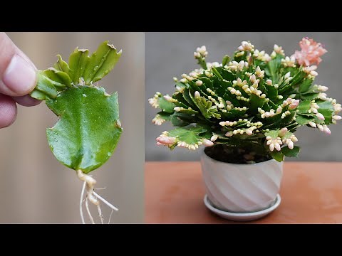 Tips For Propagating Cactus By Cuttings Simple And Effective