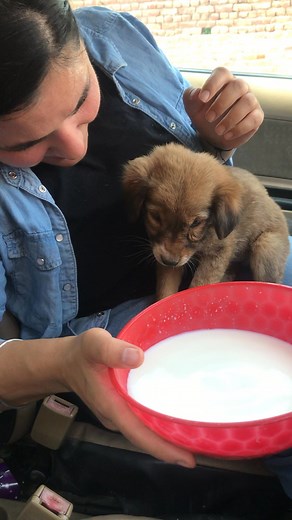 Mumma khaana do bas aur kuch nahi #puppy #puppies #puppylove #puppylovers #puppylife #dogmother #dogmom #dog #dogs #dogfood #doglife #doglover #doglovers #supportus #blessings #love #reels #viral #instareels #insta #instagram #fb #fbreels #fbreelsvideo #fbreelsfypシ゚viral | Bezubaanjaan1517