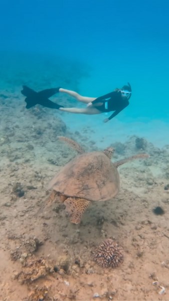 This Turtle Was HUGE – You Won’t Believe the Size!