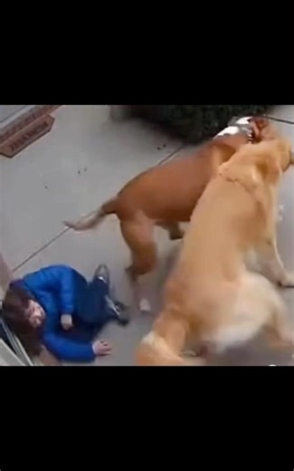 Hero Dogs Saving Lives — Best Clips 2026 ✨✨✨✨