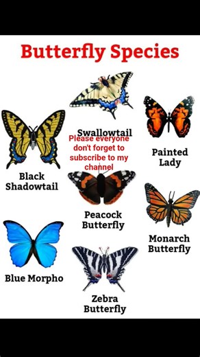 Types of Butterflies and their species #shorts #educative #butterflies #species