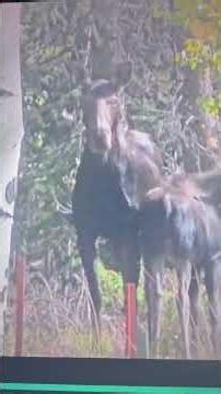 Alien standing with the Moose. if they are Moose at all