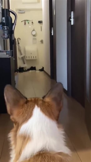 This kitten is a little timid #cat #funnyvideos #catsoftiktok #fyp #pet #cats #catsofinstagram #cat #catstagram #cats_of_instagram #kitty #catlover #instacat #kitten #love #kittens #meow #pets #catoftheday #cute #pet #animals #catlovers #photooftheday #adoptdontshop #dogs #catlife #instagood #petstagram #catsagram #animal #cats_of_world #kittensofinstagram #caturday #petsofinstagram | Cat cat88M