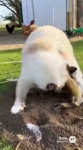 The weasel is here to steal chickens again! But this time, the hunter becomes prey.