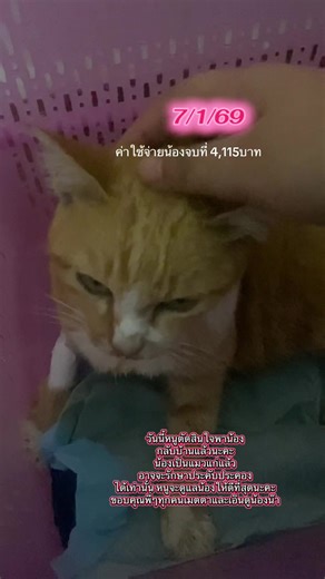 #ระดมทุน #แมวจร #แมวส้ม #ช่วยเหลือแมว #ช่วยเหลือ