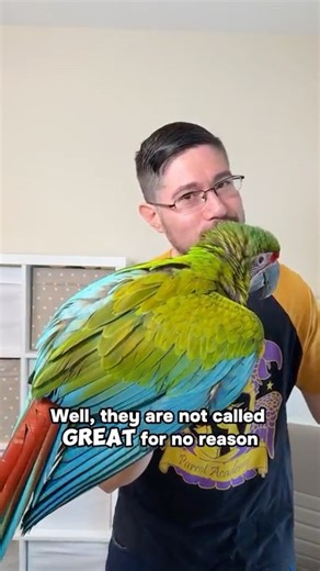 Size of Great Green Macaw vs Military Macaw