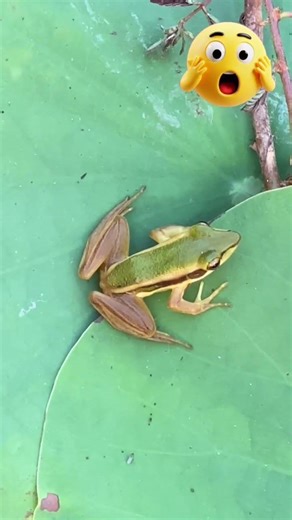 I found a cute tree frog staying calmly on a lotus leaf. ‪@InsectsAnimals‬ #treefrog #animals
