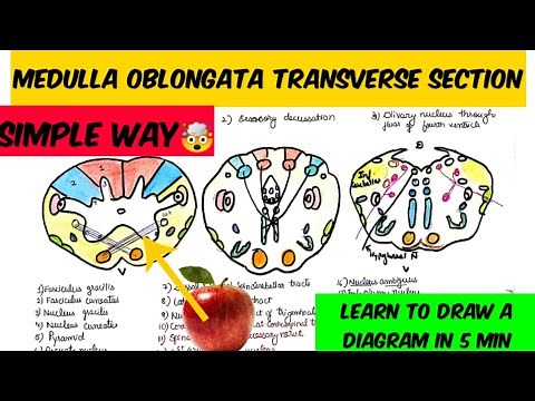 Medulla transverse section way to draw and remember 🤔🤔 Brain stem anatomy
